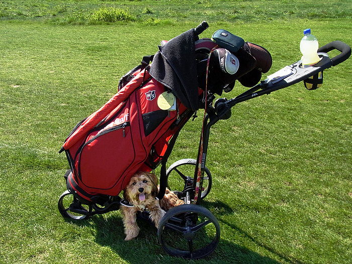 Golfhund_Arte.jpg
